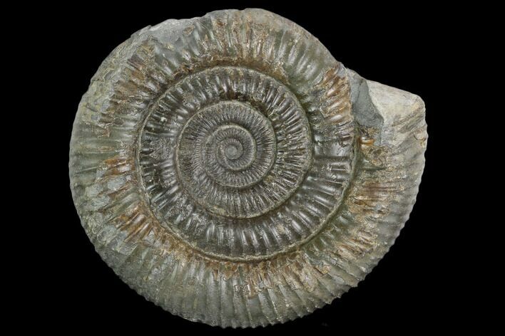 Ammonite (Dactylioceras) Fossil - England #127502